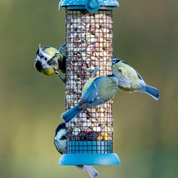 Birds
