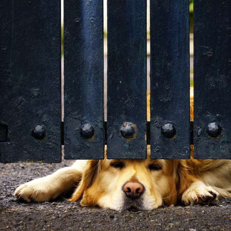 Dog Gates